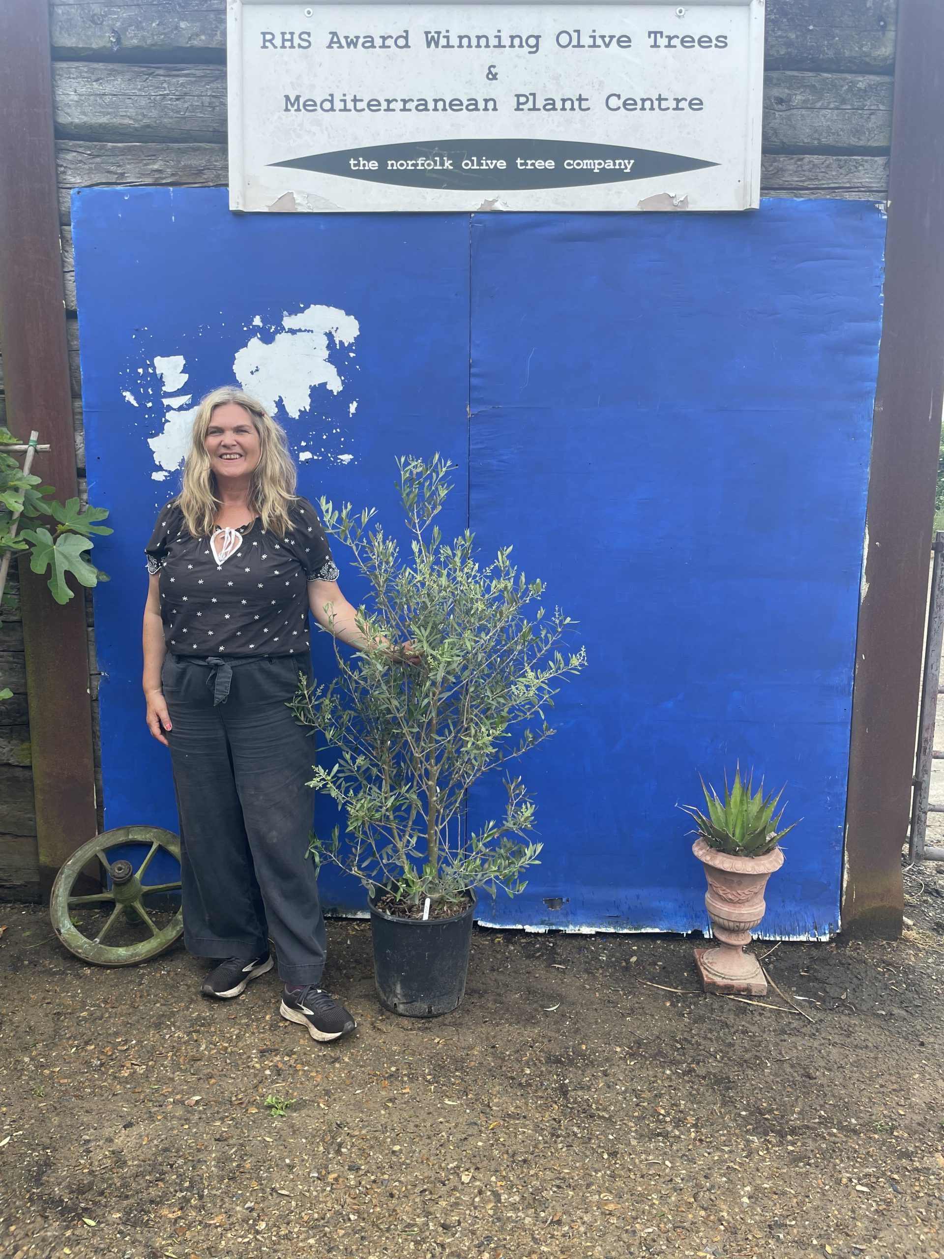 Olea europaea ‘Cipressino’ free delivery The Norfolk Olive Tree Company