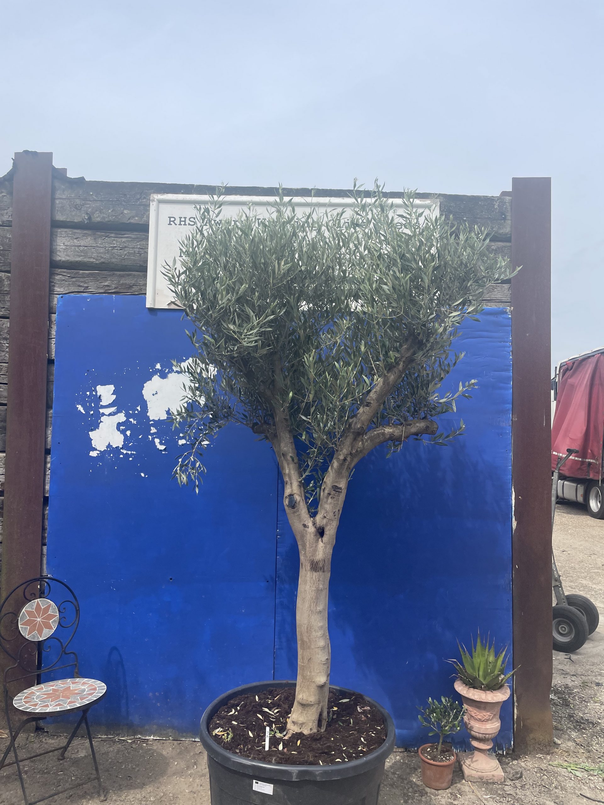 Smooth stem Olive tree The Norfolk Olive Tree Company