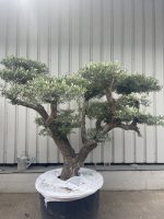 Niwaki cloud Olive tree