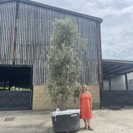 Extra tall Olive tree