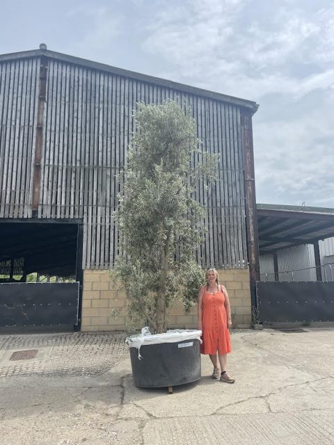 Extra tall Olive tree