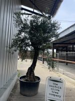 Gnarled multi stem Olive tree
