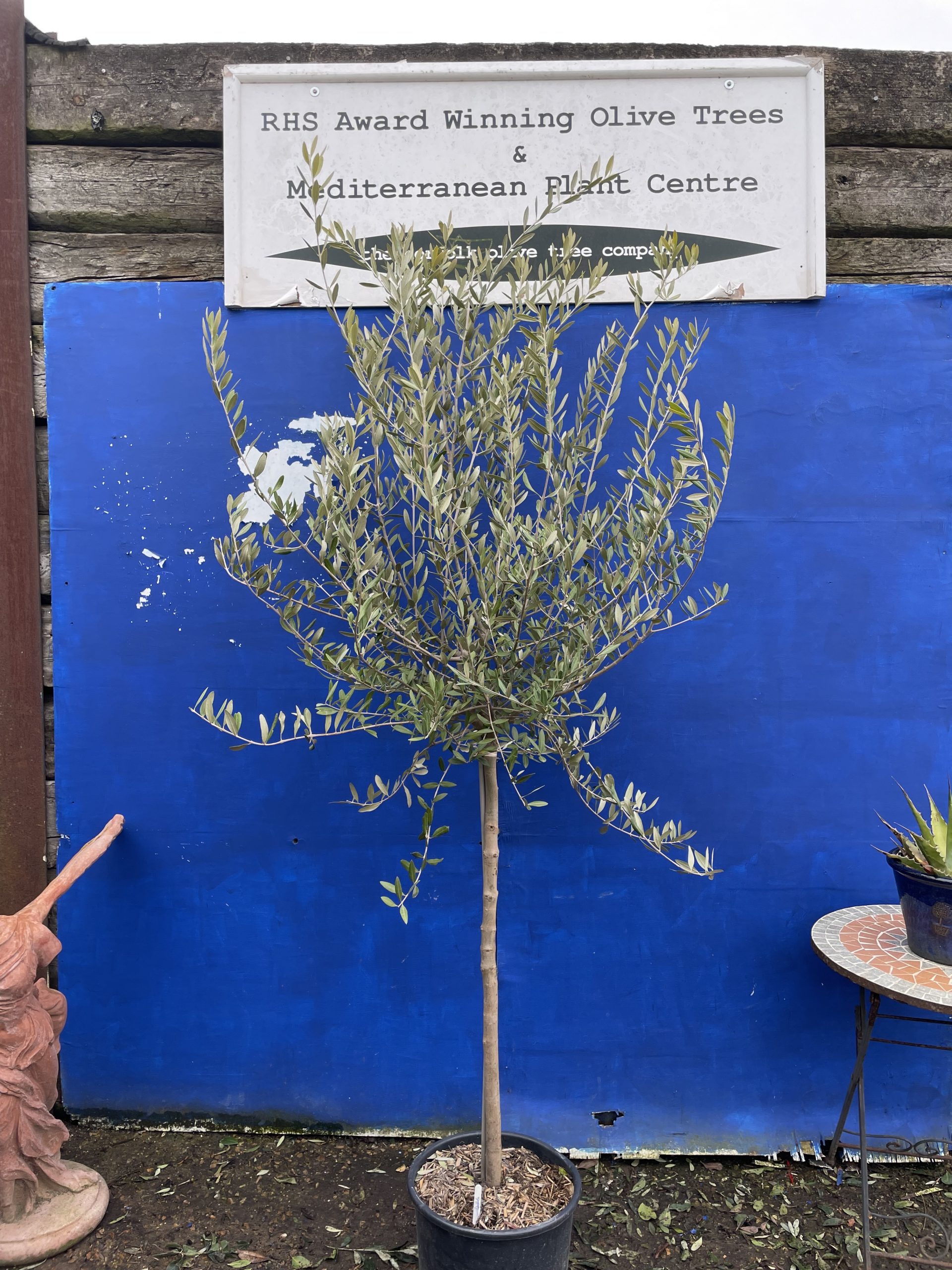 Tuscan Olive tree free delivery The Norfolk Olive Tree Company