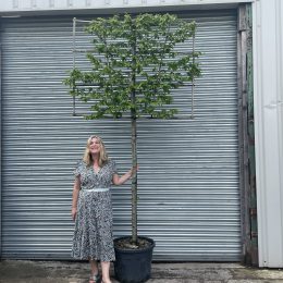 Pleached Hornbeam