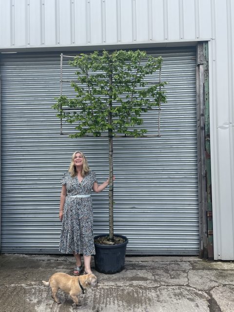 Pleached Hornbeam