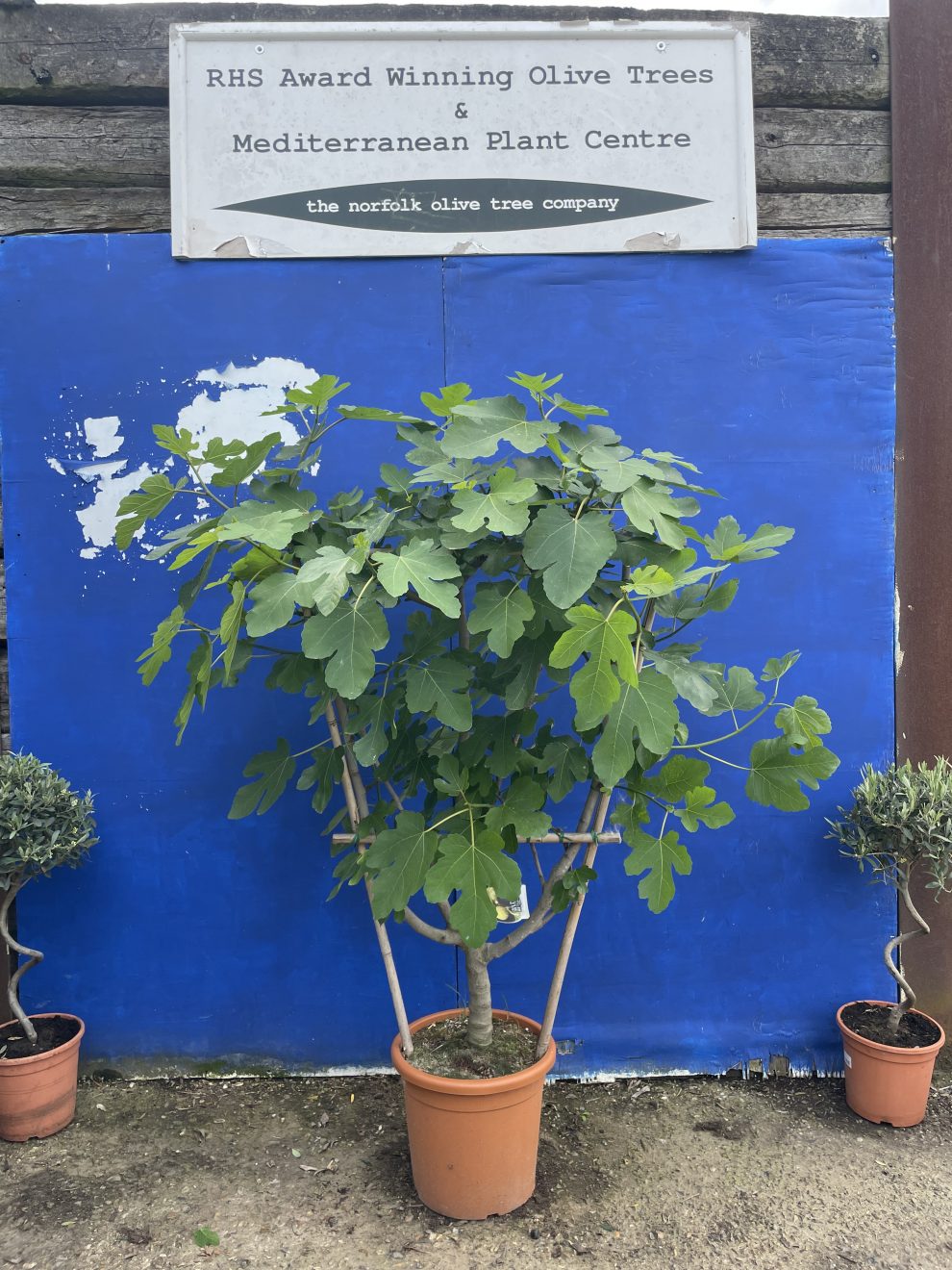 Fig tree for sale. Delivery included. The Norfolk Olive Tree Company