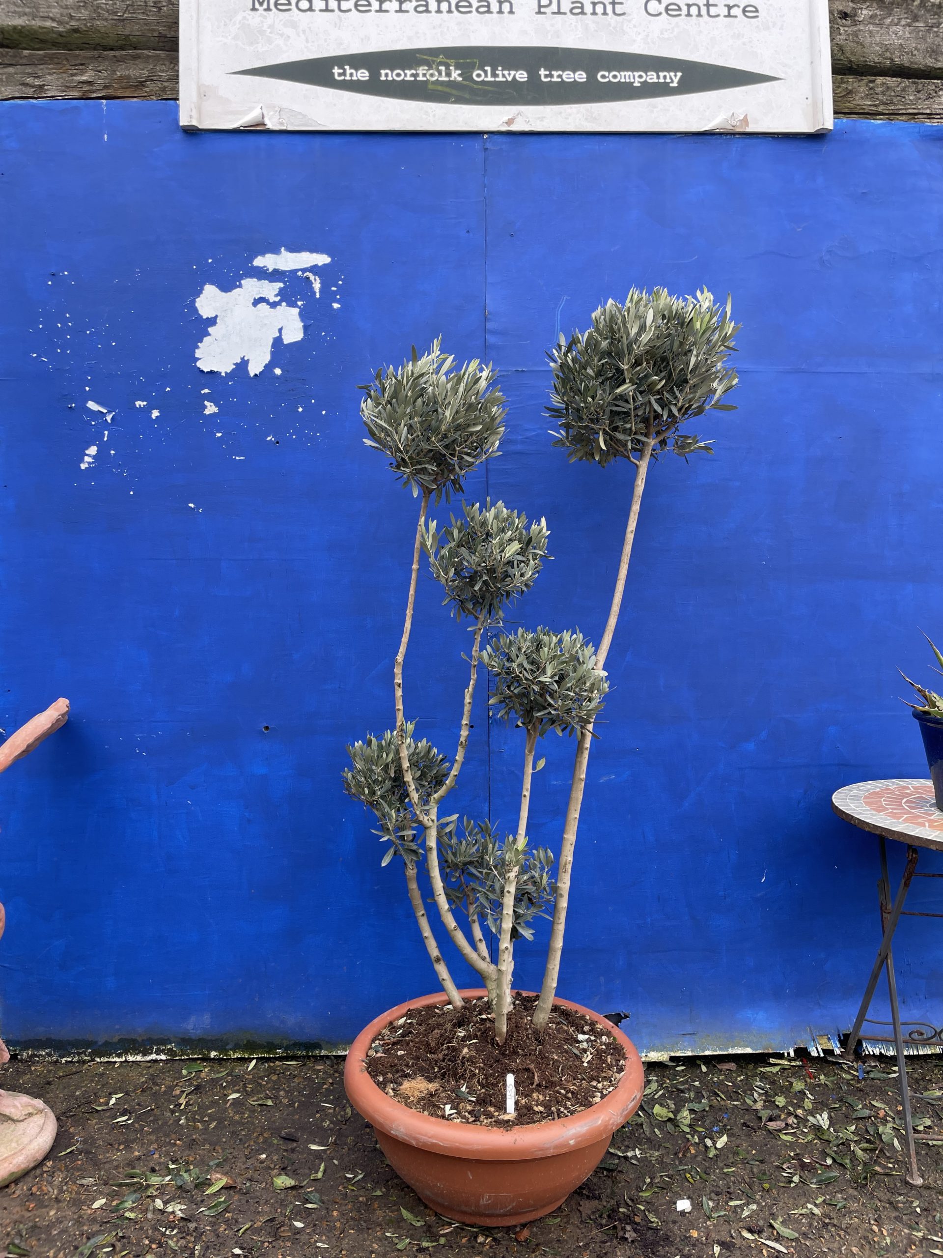 Topiary tree free delivery The Norfolk Olive Tree Company