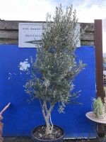 Multi-stem screening olive tree