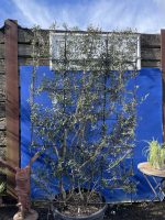 Espalier Olive tree