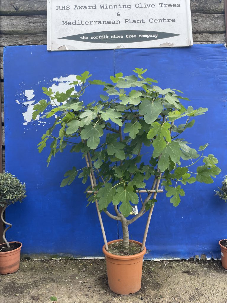 Fig tree for sale. Delivery included. The Norfolk Olive Tree Company