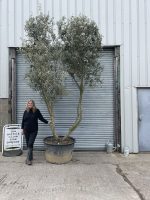 Tuscan form Olive tree