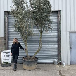 Tuscan form Olive tree