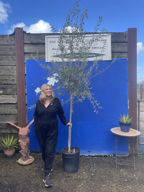Tuscan Olive tree