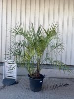 Butia Capitata