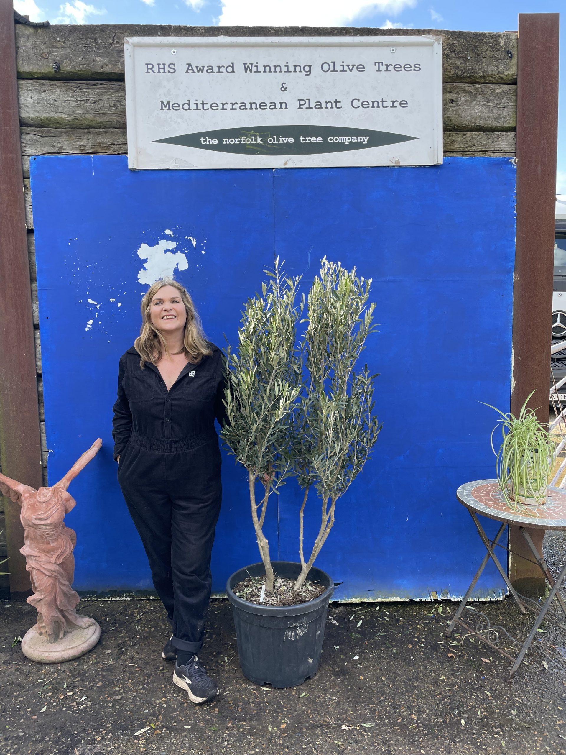 Small multi stem Olive tree The Norfolk Olive Tree Company