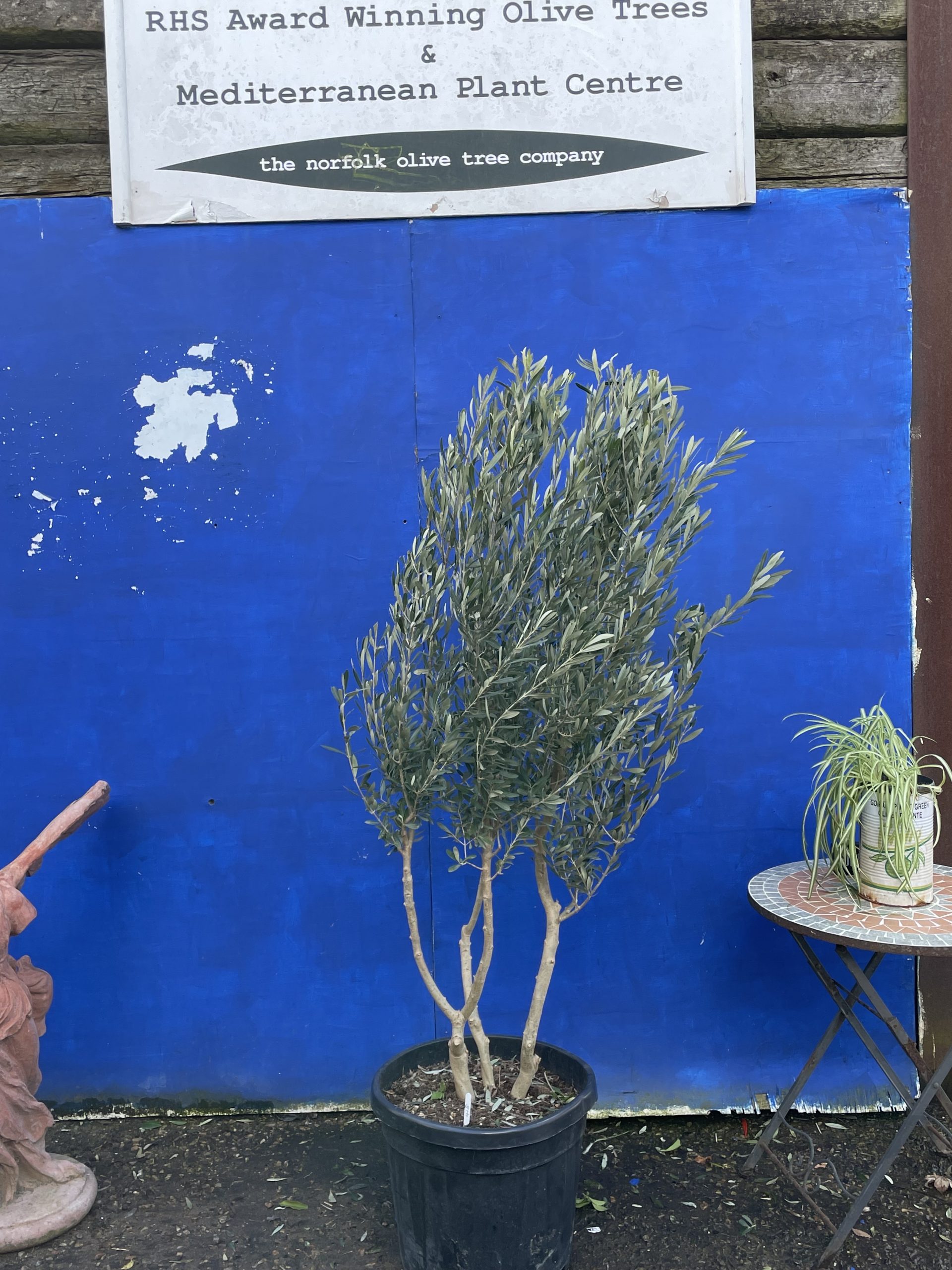 Patio Olive tree free delivery The Norfolk Olive Tree Company