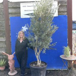 Multi-stem screening olive tree