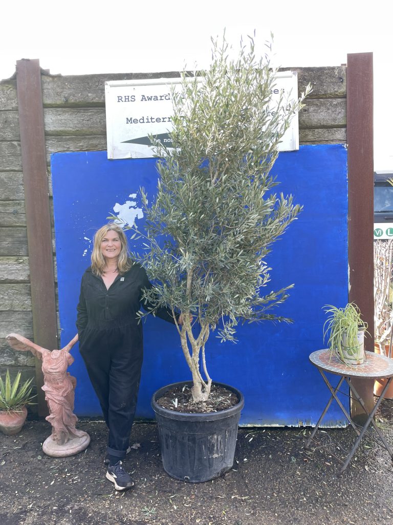 Multi-stem screening olive tree