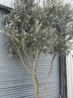 Multi-stem screening olive tree