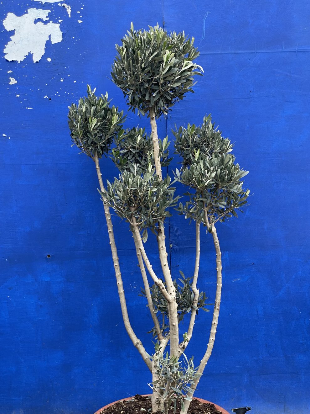 Topiary tree delivery included. The Norfolk Olive Tree Company