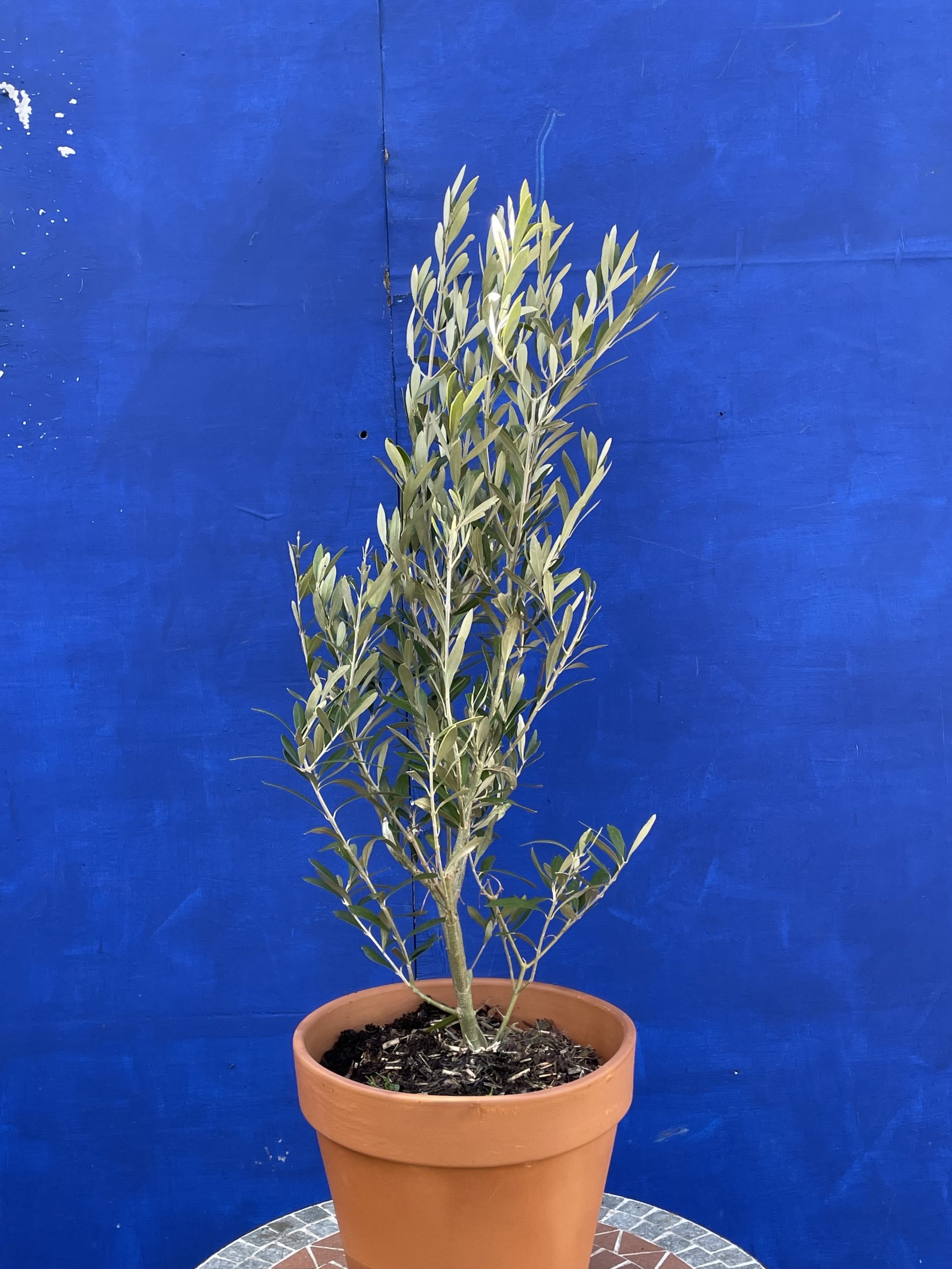 Dwarf Olive Tree. Free delivery The Norfolk Olive Tree Company
