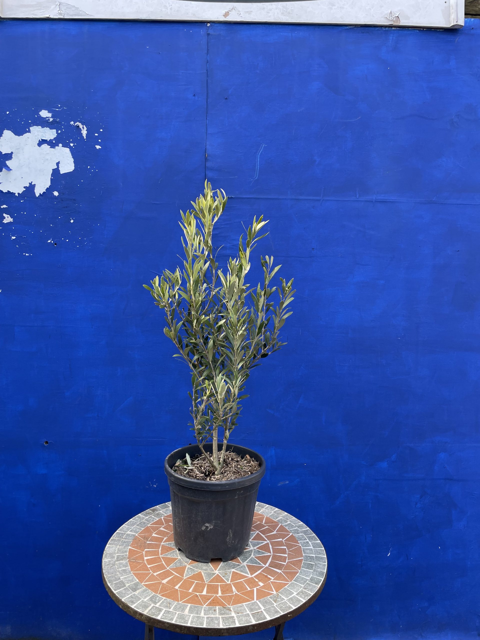 Dwarf Olive Tree. Free delivery The Norfolk Olive Tree Company