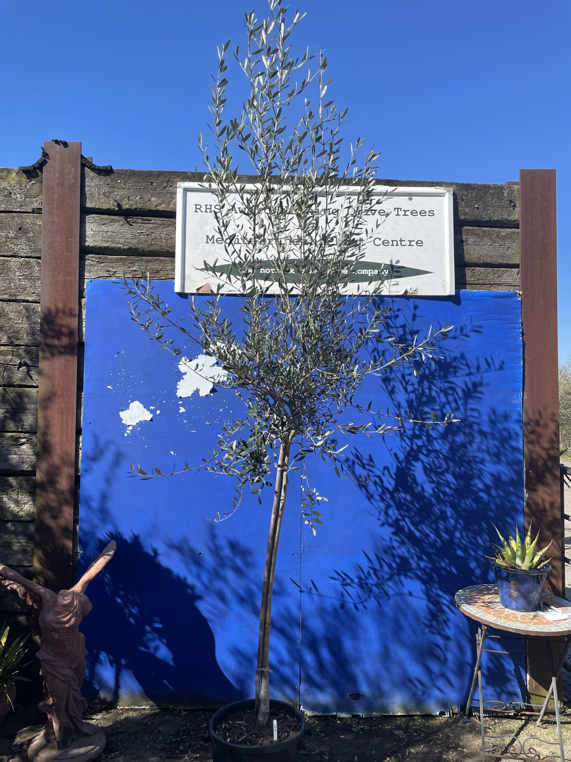 Tuscan Olive tree free delivery The Norfolk Olive Tree Company