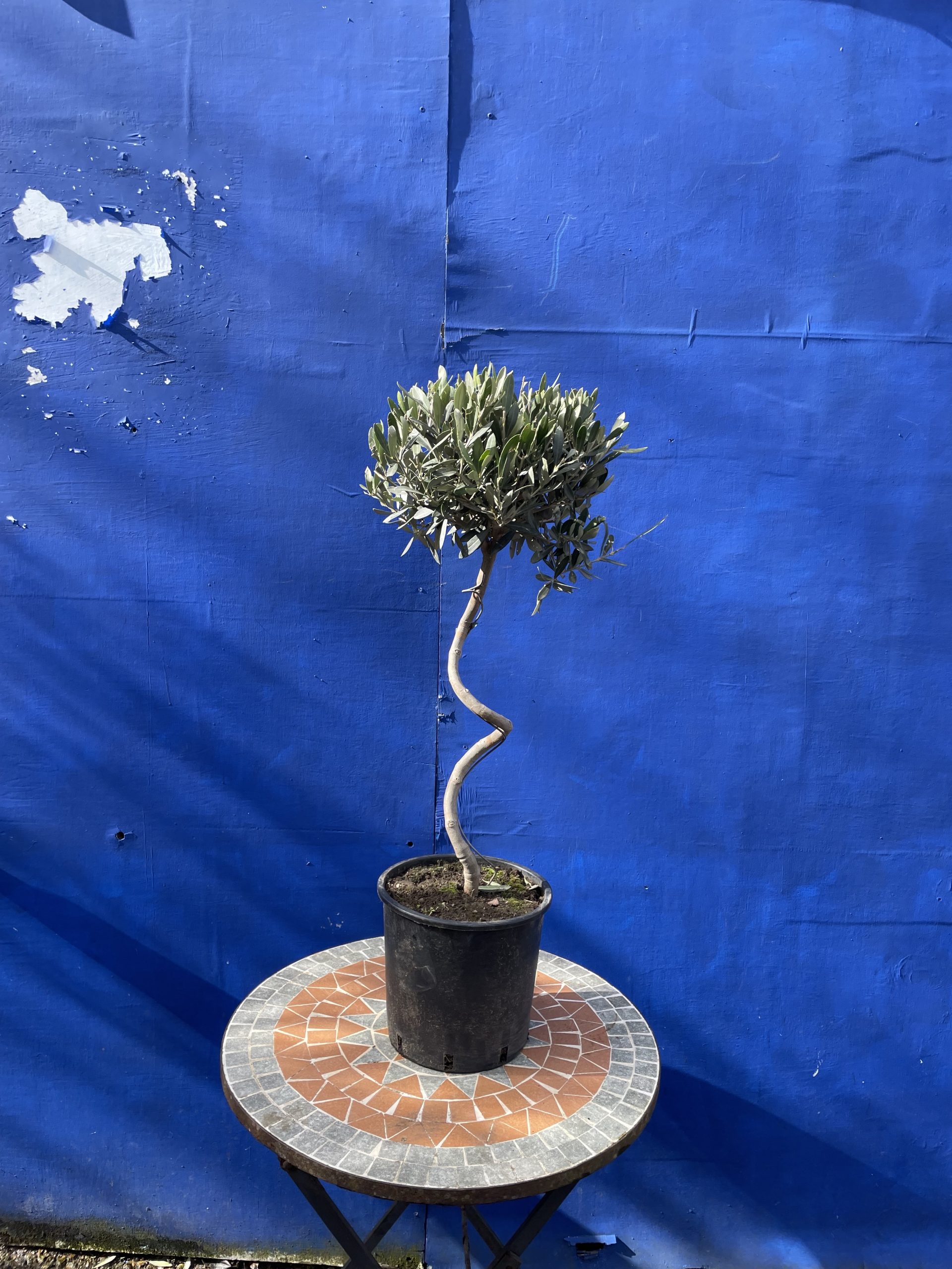 Twisted Stem Olive Tree for sale. Buy now for free delivery. The
