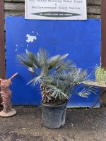 Chamaerops humilis cerifera