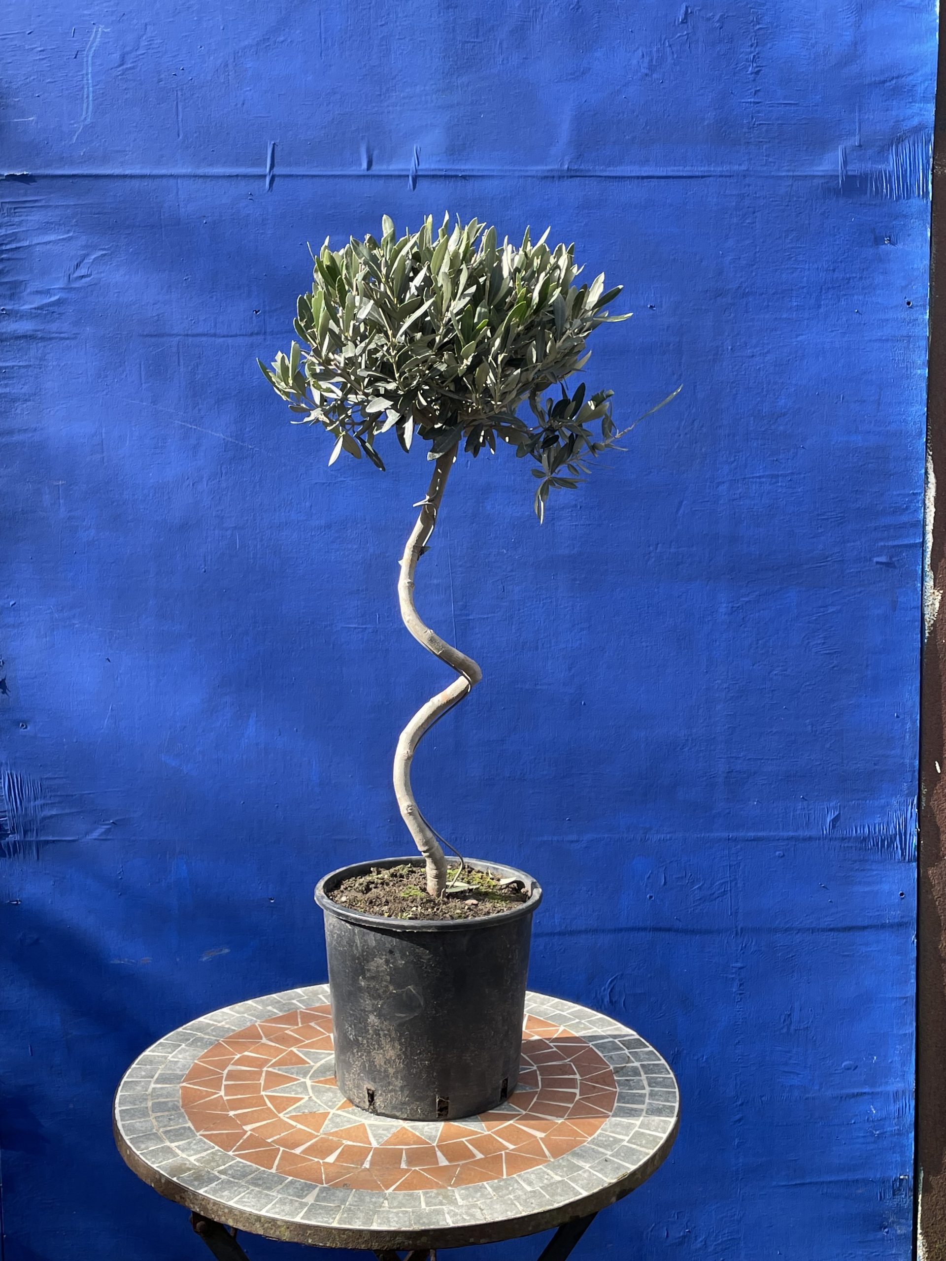 Twisted Stem Olive Tree for sale. Buy now for free delivery. The