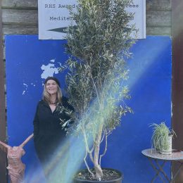 Multi-stem screening olive tree