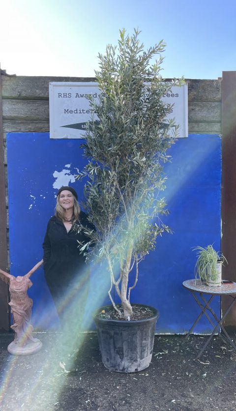 Multi-stem screening olive tree