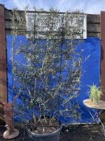 Espalier Olive tree