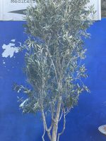 Multi-stem screening olive tree