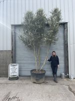 Multi-stem screening olive tree