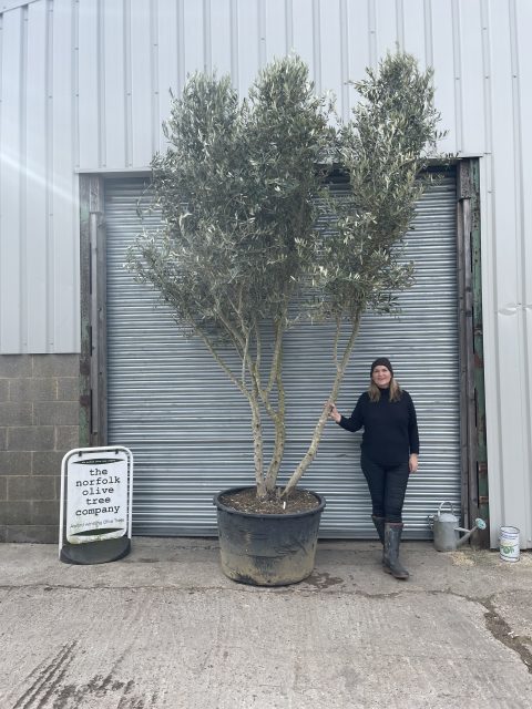 Multi-stem screening olive tree