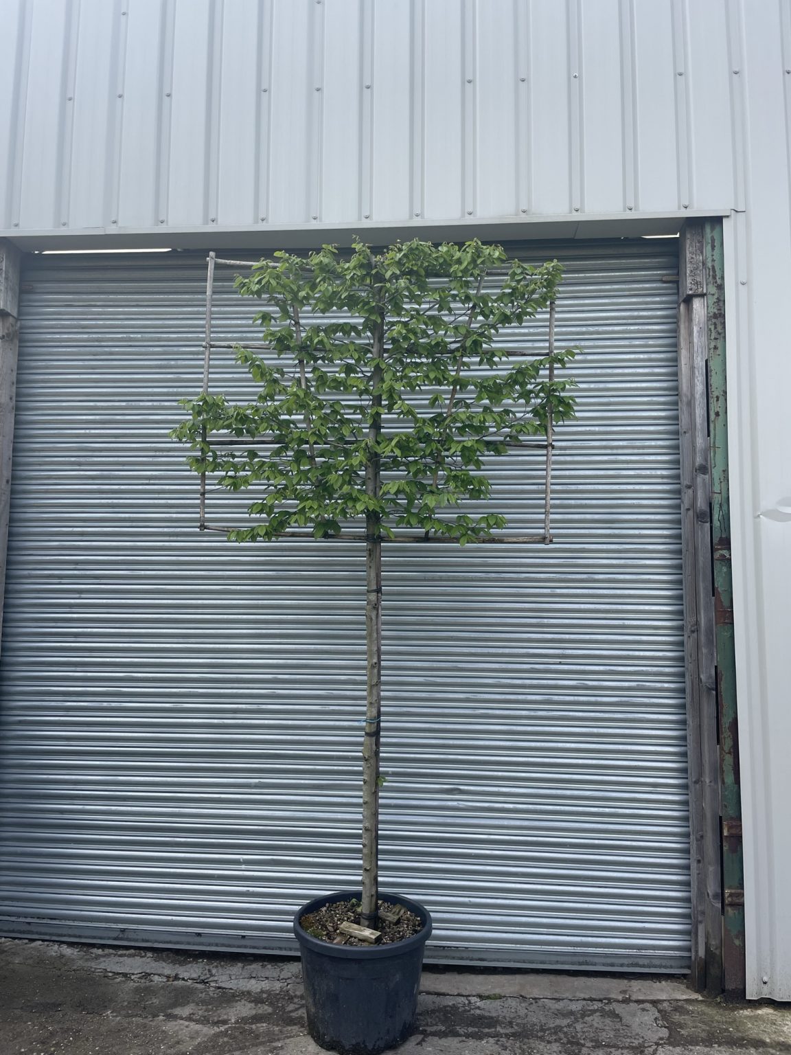 Pleached Hornbeam The Norfolk Olive Tree Company
