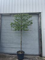 Pleached Hornbeam