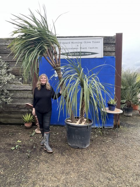 Cordyline ‘Australis’