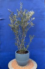 Dwarf Olive Tree