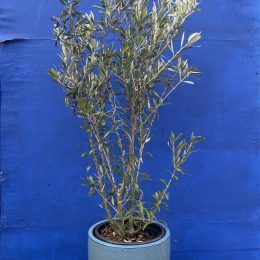 Dwarf Olive Tree