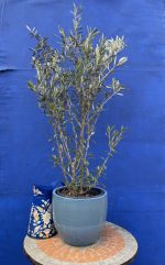 Dwarf Olive Tree