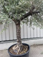 Tuscan form Olive tree