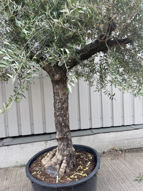 Tuscan form Olive tree