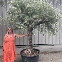 Tuscan form Olive tree