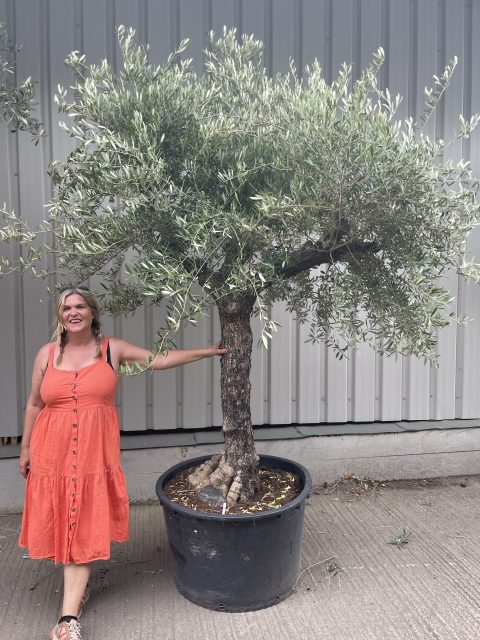 Tuscan form Olive tree