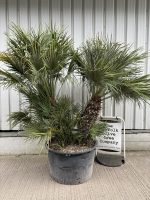 Chamaerops Humilis