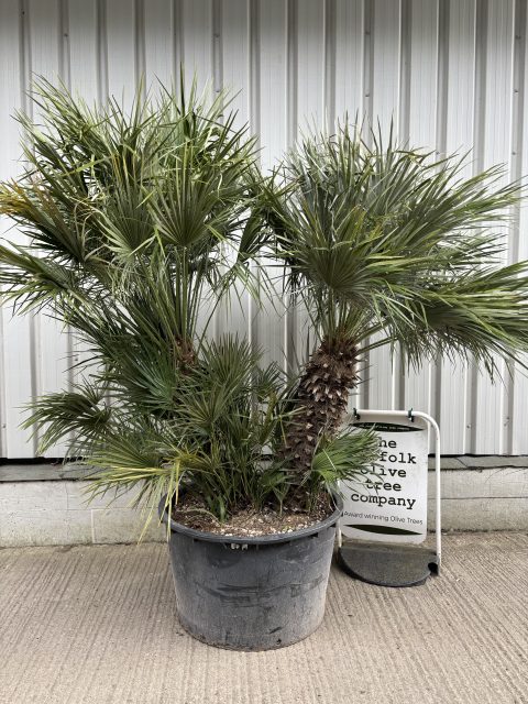 Chamaerops Humilis