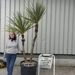 Cordyline ‘Australis’ for sale