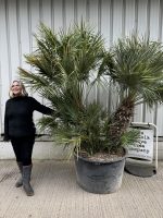 Chamaerops Humilis